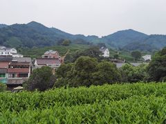 -龙井村