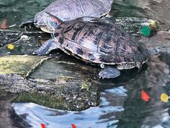 -谷咖啡·鲜花绿植花园餐厅