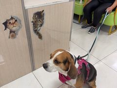 -北京观赏动物医院·24小时大型综合·猫专科·异宠专科