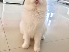 小简-Bastet sally猫舍购宠(静安店)
