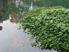 -普陀山风景名胜区-法雨禅寺