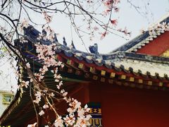 -桃花堤公园