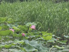 -洛阳市隋唐城遗址植物园