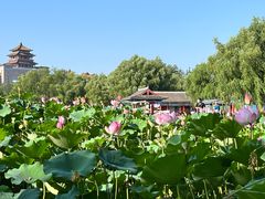 -莲花池公园