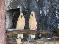 -清迈夜间动物园