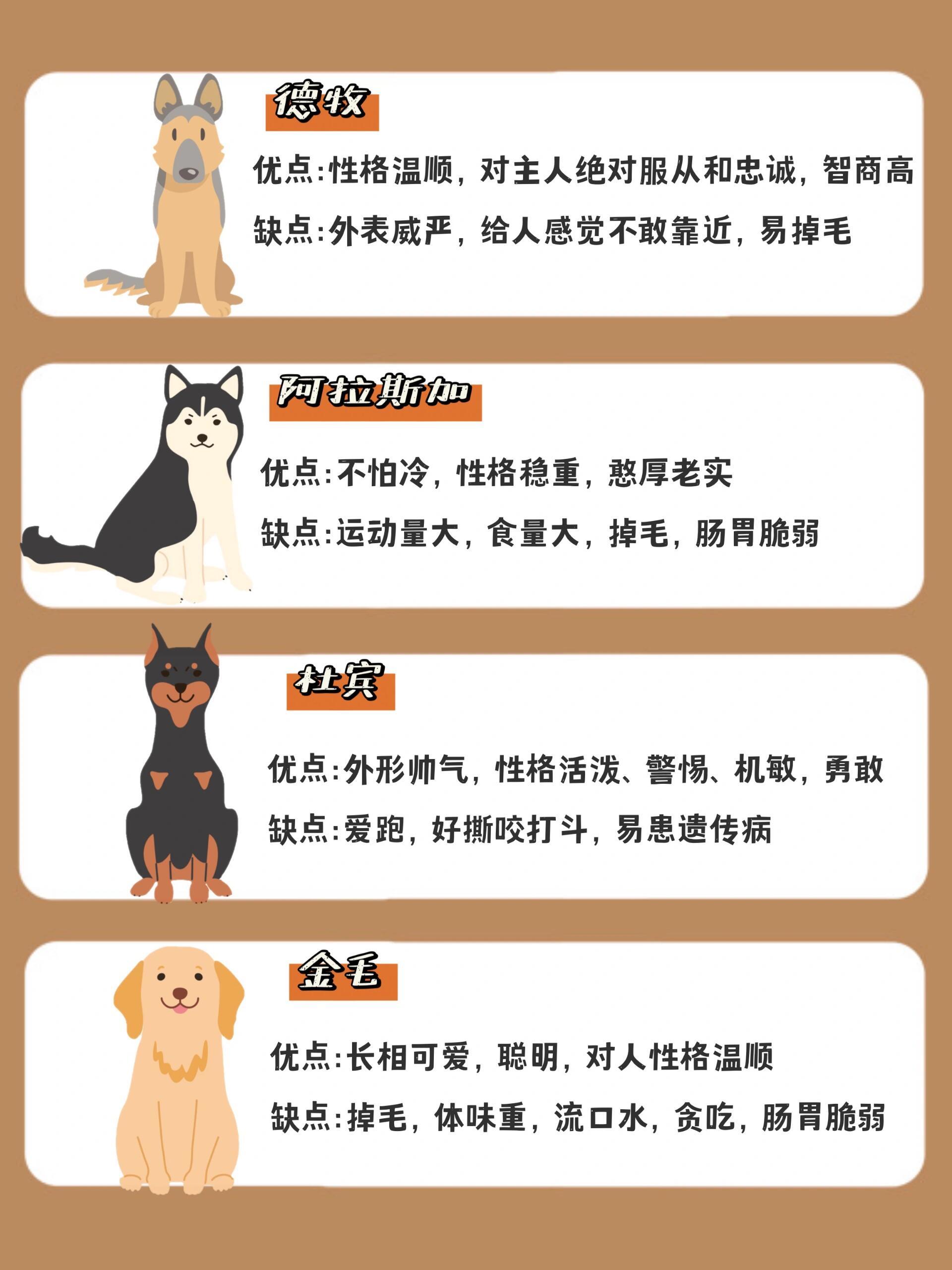 为什么不能给狗做超度-为什么不能给医生送芒果火龙果旺仔牛奶