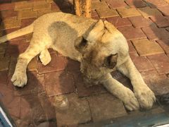 -大连森林动物园