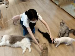 -南京Hallo宠物乐园·哈罗犬舍·柴犬繁育基地