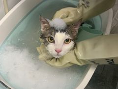 -宠颐生宠物医院·犬猫全科·皮肤科(商业街店)