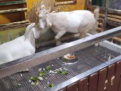 -上海大自然野生昆虫馆(东方明珠·爬宠昆虫探索中心)