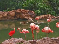 -珠海横琴长隆《卡卡虎奇遇记》