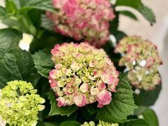-广州花园酒店