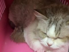 -瑞派伍一宠物医院·眼科·骨科·猫科转诊中心(马王堆院)