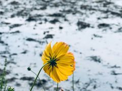 -桤木河湿地公园