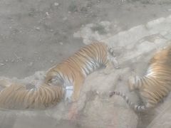 -栾川竹海野生动物园