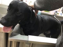 -翊宠yipet猫狗购宠庄园犬舍•猫舍