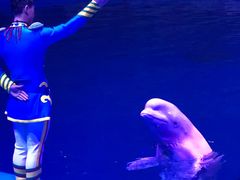 -芜湖新华联大白鲸海洋公园