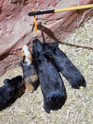 -Zoolung Zoolung动物主题公园(海信广场店)