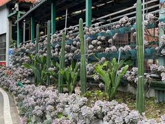 -杨厝六十六农庄农舍(杨厝路店)