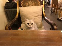-猫色咖啡·猫咖