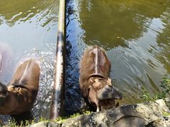 -海南热带野生动植物园