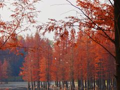 -白鹭湾湿地公园