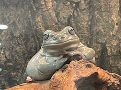 -酷以爬仙阁实体爬宠店·守宫·蜥蜴·专业繁育