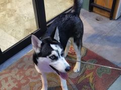 -严国平动物医院(德政总院)