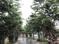 -鹅湖玫瑰文化园