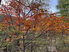 -关门山森林公园