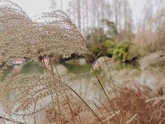 -上海滨江森林公园