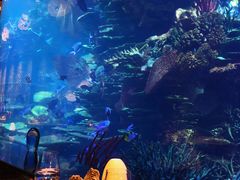 -迪拜帆船酒店海底餐厅