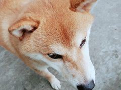 -柴犬高等学院·狗咖·柴犬售卖·宠物训练