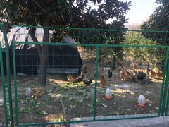 -呼吸森林·生态农庄农家乐私房菜