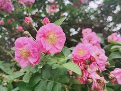 -人民公园(罗湖区)