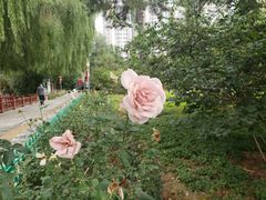 -燕郊植物园