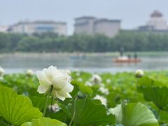 -莲花池公园