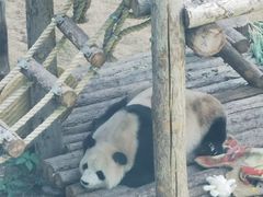 -大连森林动物园