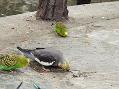 -南宫五洲植物乐园