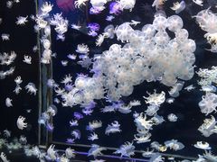 -太平洋海底世界