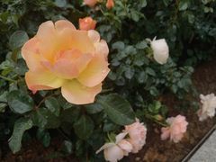 -香蜜公园