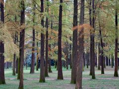 -上海共青森林公园