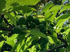 -贵阳市花溪国家城市湿地公园