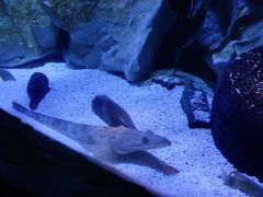 -悉尼海洋生物水族馆