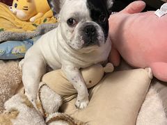 -佳雯宠物医院(金华南路分院)