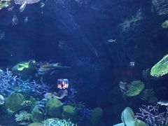 -暹罗海洋世界