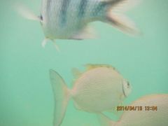 android_upload_pic-东姑阿都拉曼海洋公园