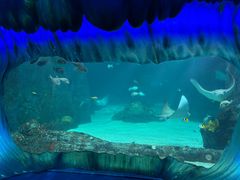 -悉尼海洋生物水族馆