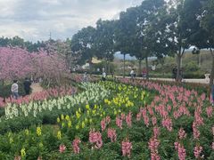 -天适樱花悠乐园