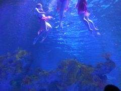 -芜湖新华联大白鲸海洋公园